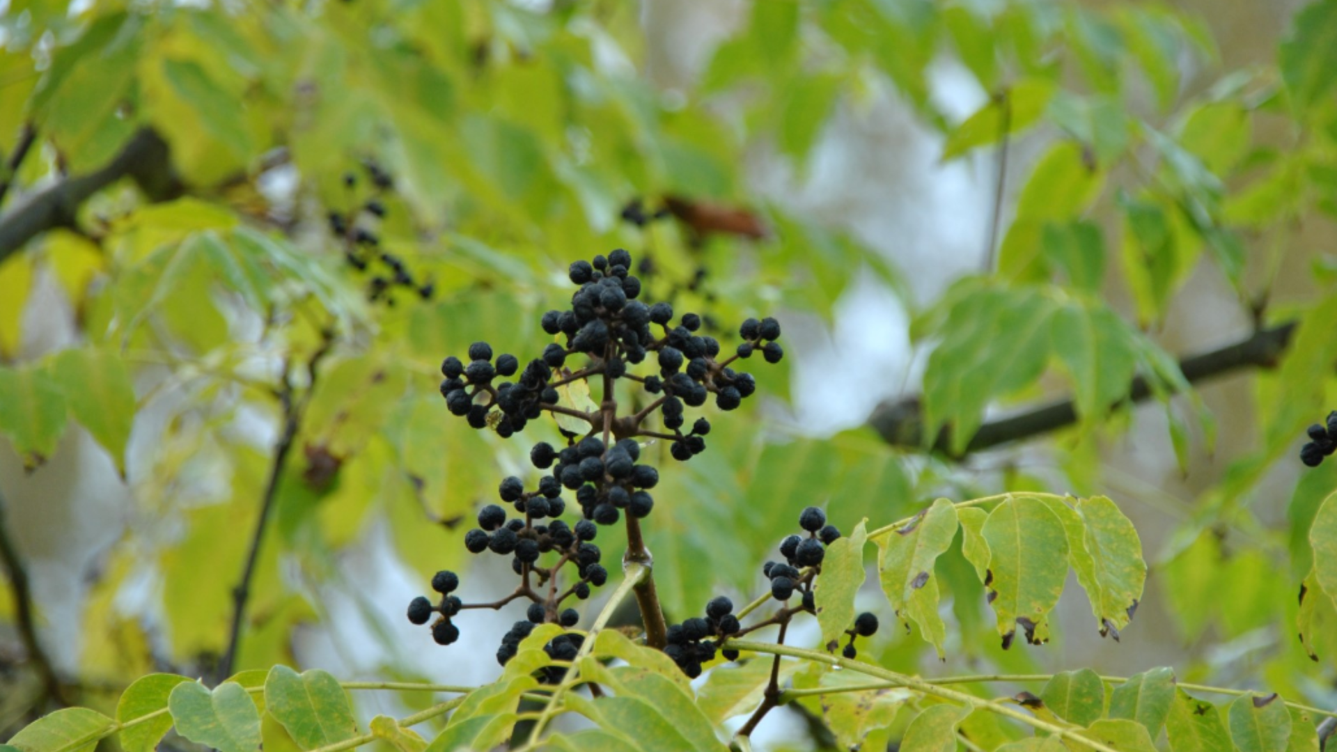 Natura Siberica Planeta Organica Organic Shop Ingredients Amursky phellodendron amurense