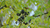 Natura Siberica Planeta Organica Organic Shop Ingredients Amursky phellodendron amurense