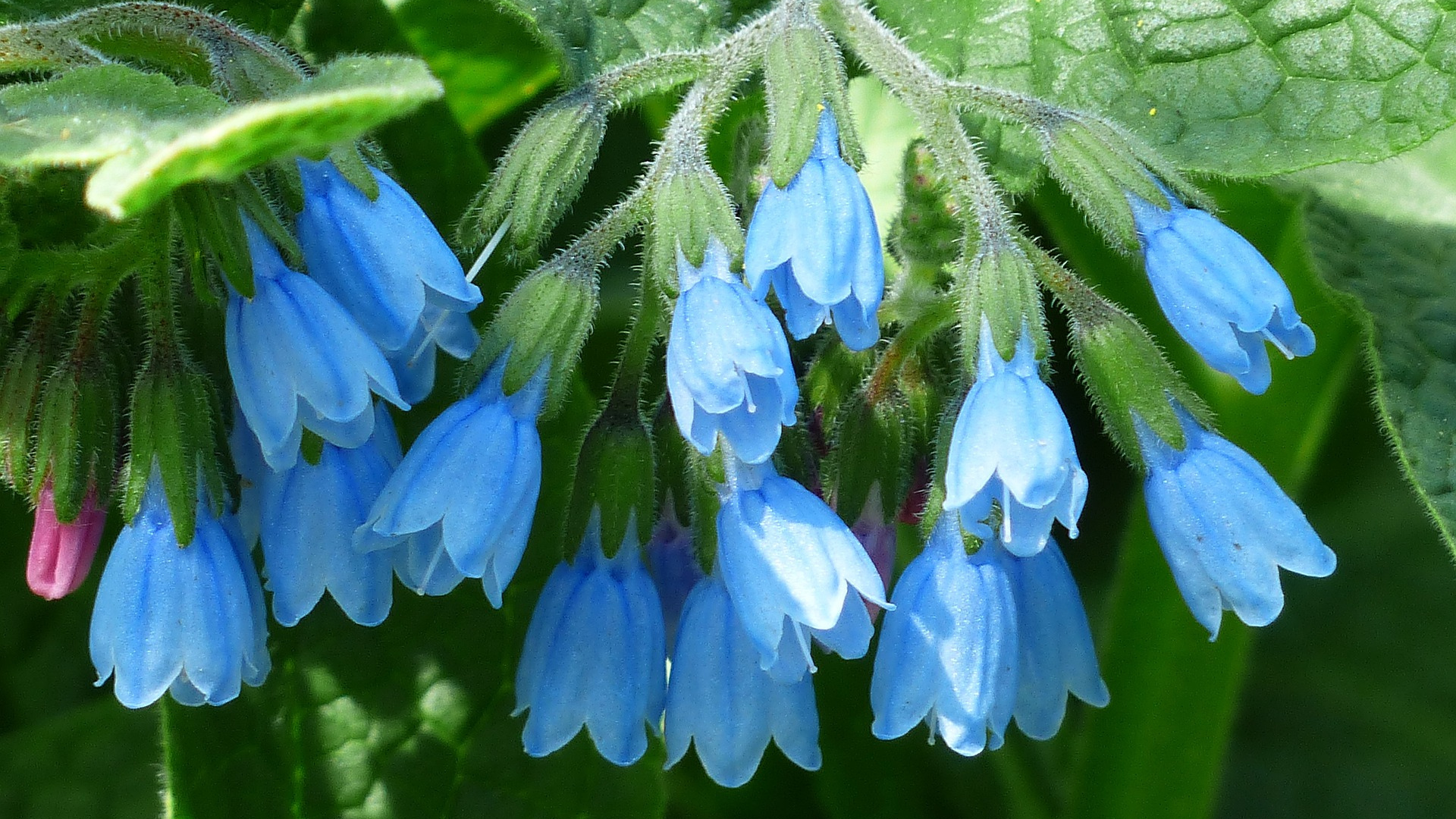Natura Siberica Planeta Organica Organic Shop Ingredients Allantoin Comfrey