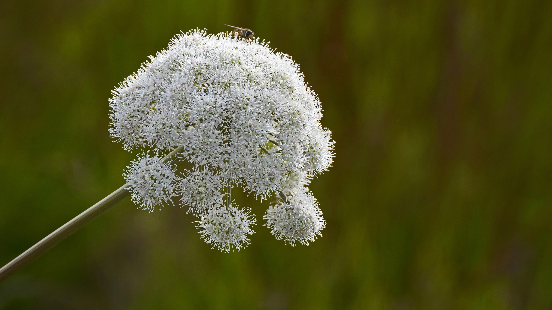 Natura Siberica Planeta Organica Organic Shop Ingredients Angelica
