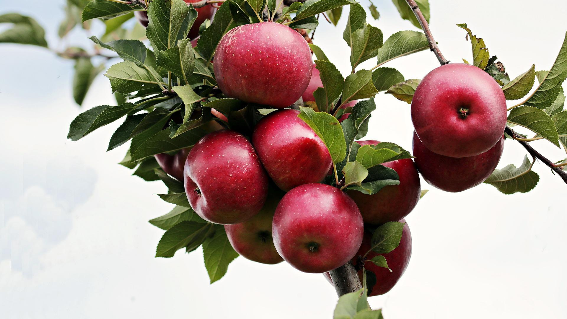 Natura Siberica Planeta Organica Organic Shop Ingredients Apple