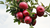 Natura Siberica Planeta Organica Organic Shop Ingredients Apple