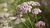 Natura Siberica Planeta Organica Organic Shop Ingredients Milfoil