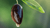 Olive Oil Natura Siberica Planeta Organica Organic Shop Ingredients