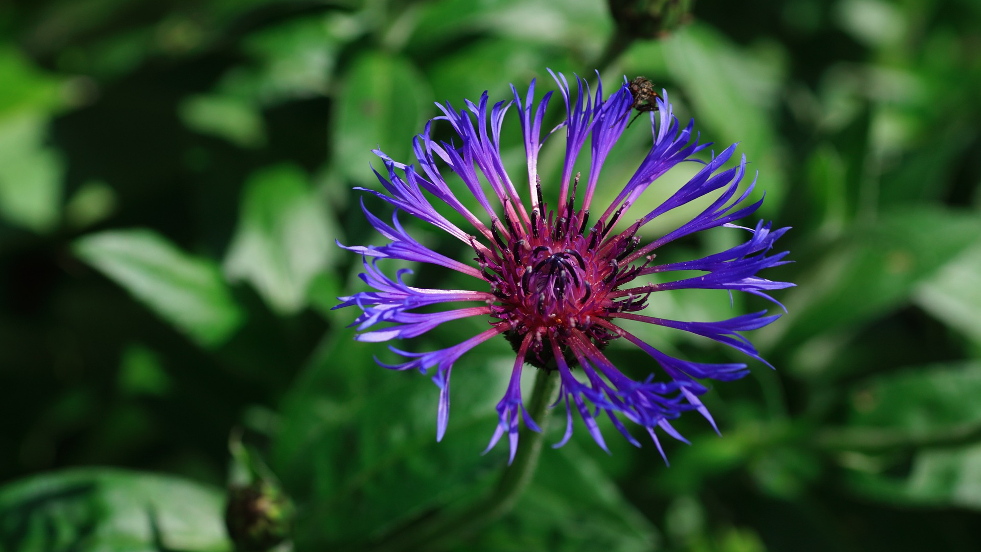 Bluet Natura Siberica Planeta Organica Organic Shop