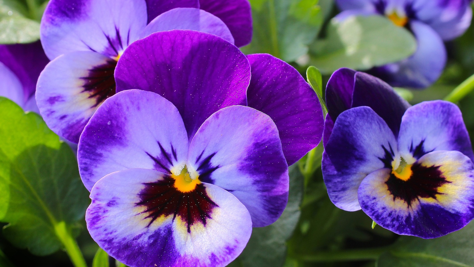 Violet Natura Siberica Planeta Organica Organic Shop Ingredients 