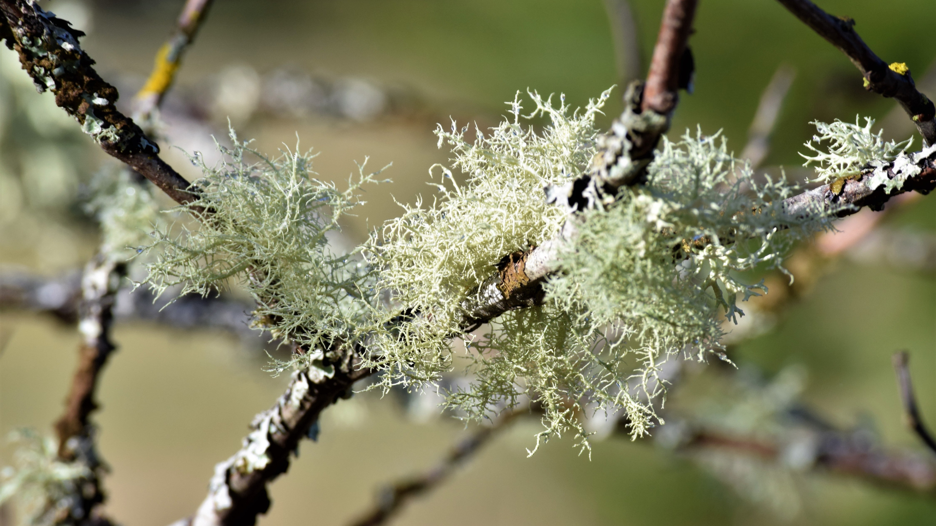 Usnea Natura Siberica Planeta Organica Organic Shop