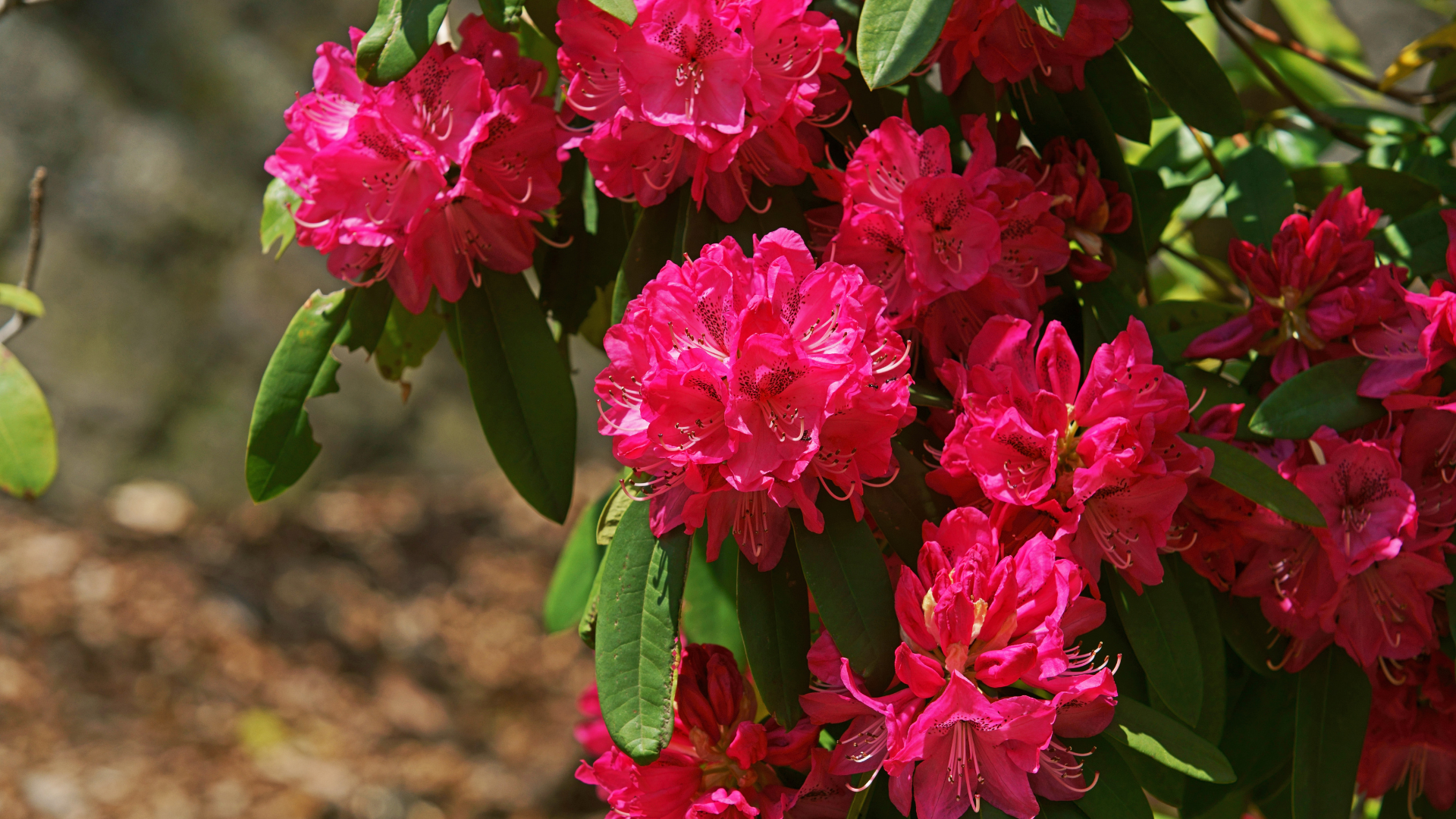 Natura Siberica Planeta Organica Organic Shop Ingredients Rhododendron