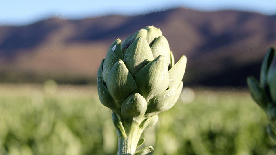 Artichoke Natura Siberica Planeta Organica Organic Shop Ingredients