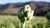 Artichoke Natura Siberica Planeta Organica Organic Shop Ingredients