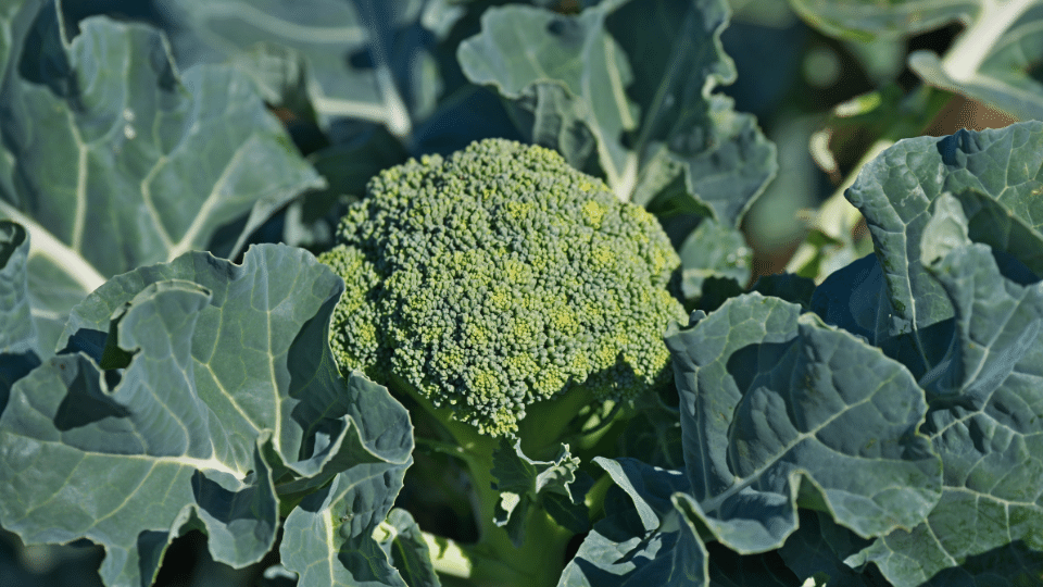 Natura Siberica Planeta Organica Organic Shop Ingredients Broccoli