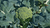 Natura Siberica Planeta Organica Organic Shop Ingredients Broccoli
