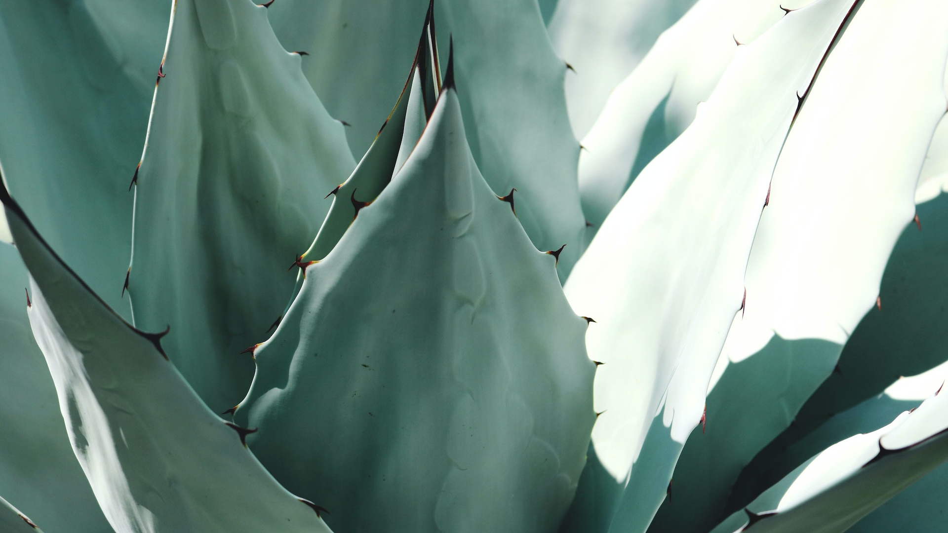 Natura Siberica Planeta Organica Organic Shop Ingredients Aloe Vera