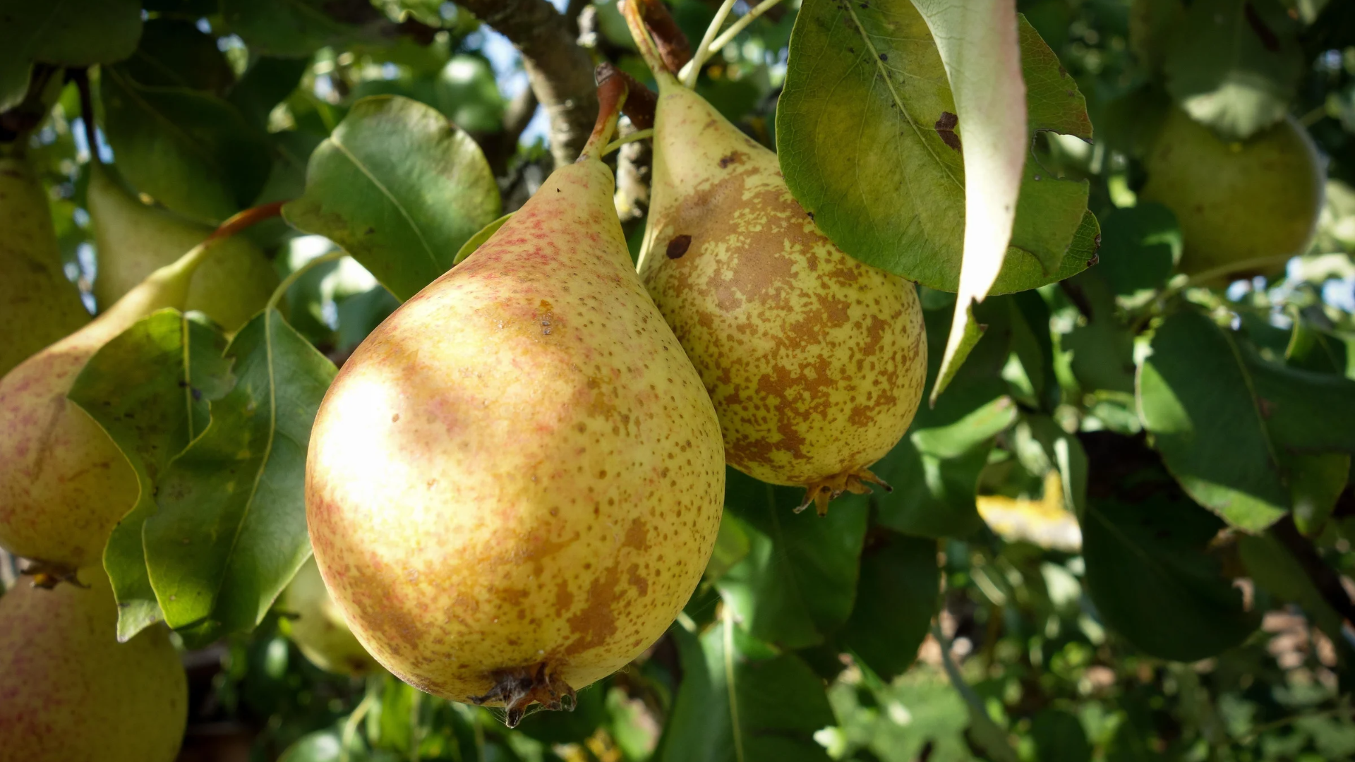 Natura Siberica Planeta Organica Organic Shop Ingredients Pear