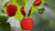 Natura Siberica Planeta Organica Organic Shop Ingredients Northern Raspberry Seeds