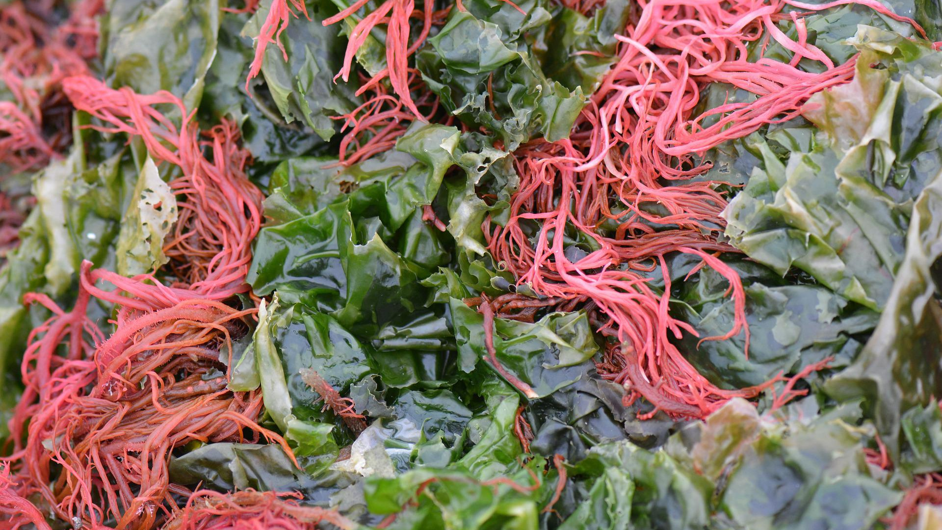 Natura Siberica Planeta Organica Organic Shop Ingredients Red Algae