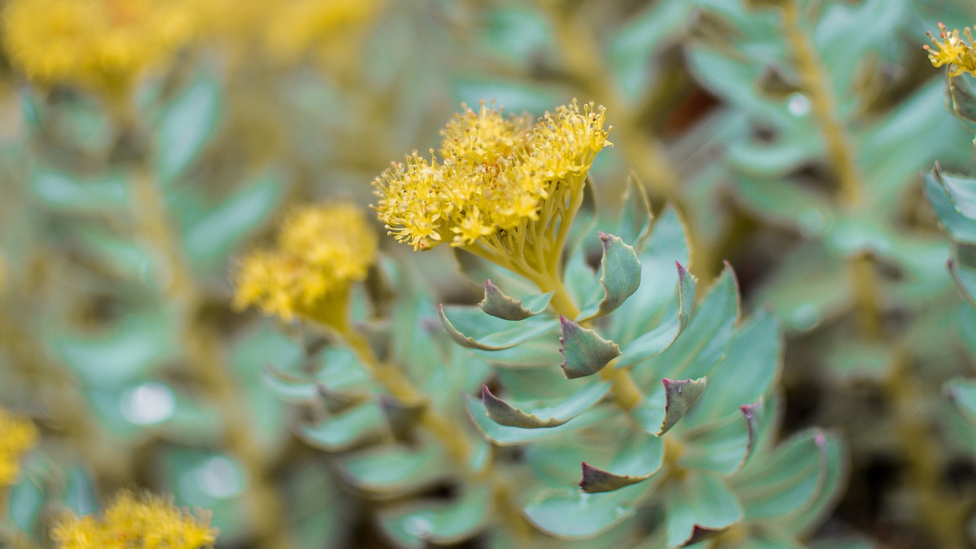 Natura Siberica Planeta Organica Organic Shop Ingredients adaptogen Rhodiola Rosea