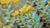 Natura Siberica Planeta Organica Organic Shop Ingredients adaptogen Rhodiola Rosea