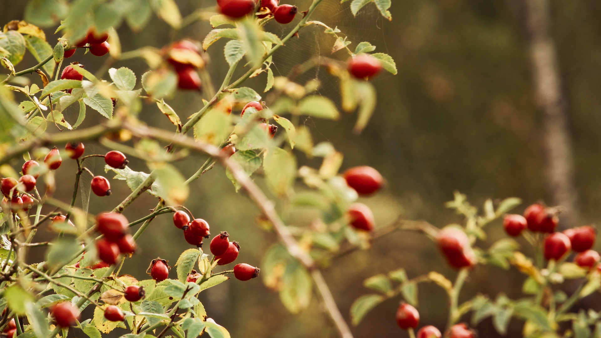 Natura Siberica Planeta Organica Organic Shop Ingredients Rosehip Rosa Canina