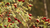 Natura Siberica Planeta Organica Organic Shop Ingredients Rosehip Rosa Canina