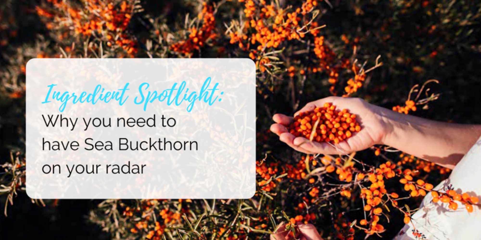 Why you need to have Sea Buckthorn on your radar
