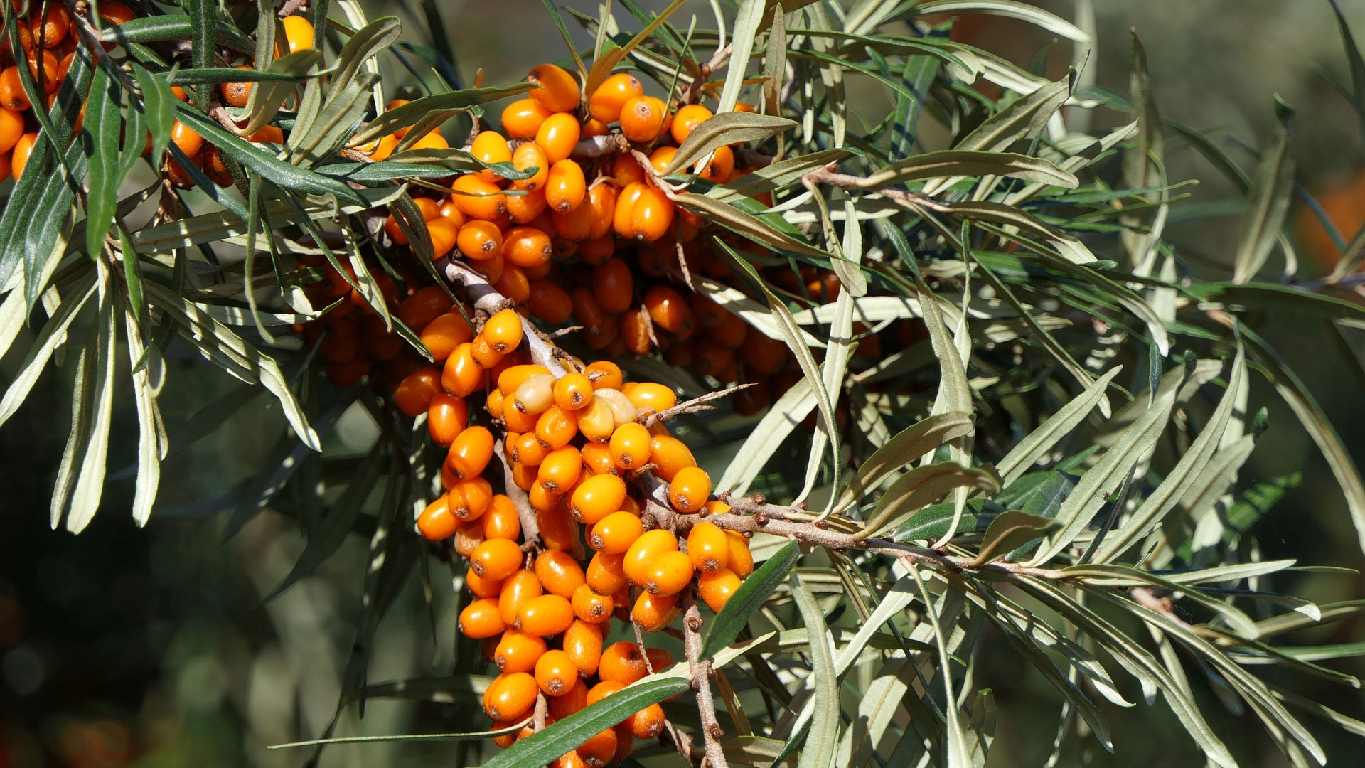 Natura Siberica Planeta Organica Organic Shop Ingredient Altai Oblepikha Sea Buckthorn