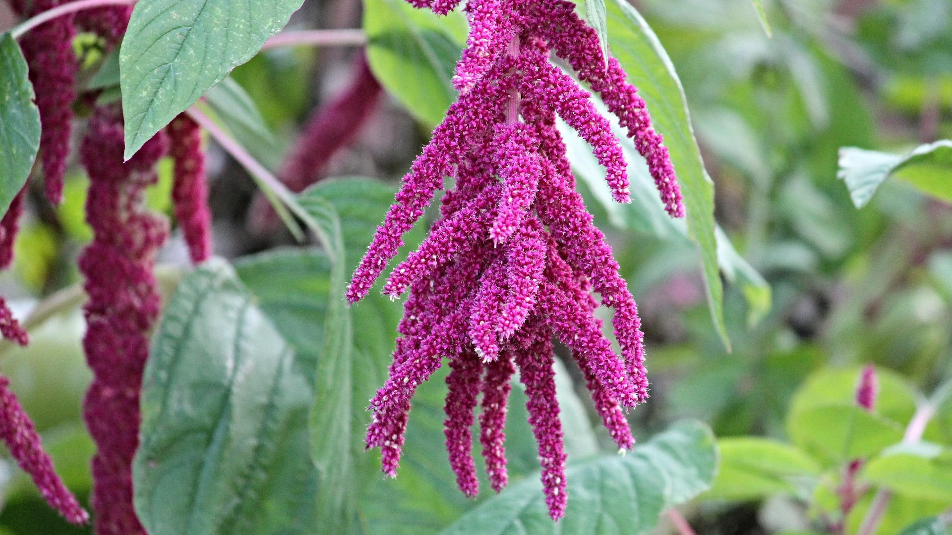 Natura Siberica Planeta Organica Organic Shop Ingredients Amaranth