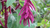 Natura Siberica Planeta Organica Organic Shop Ingredients Amaranth