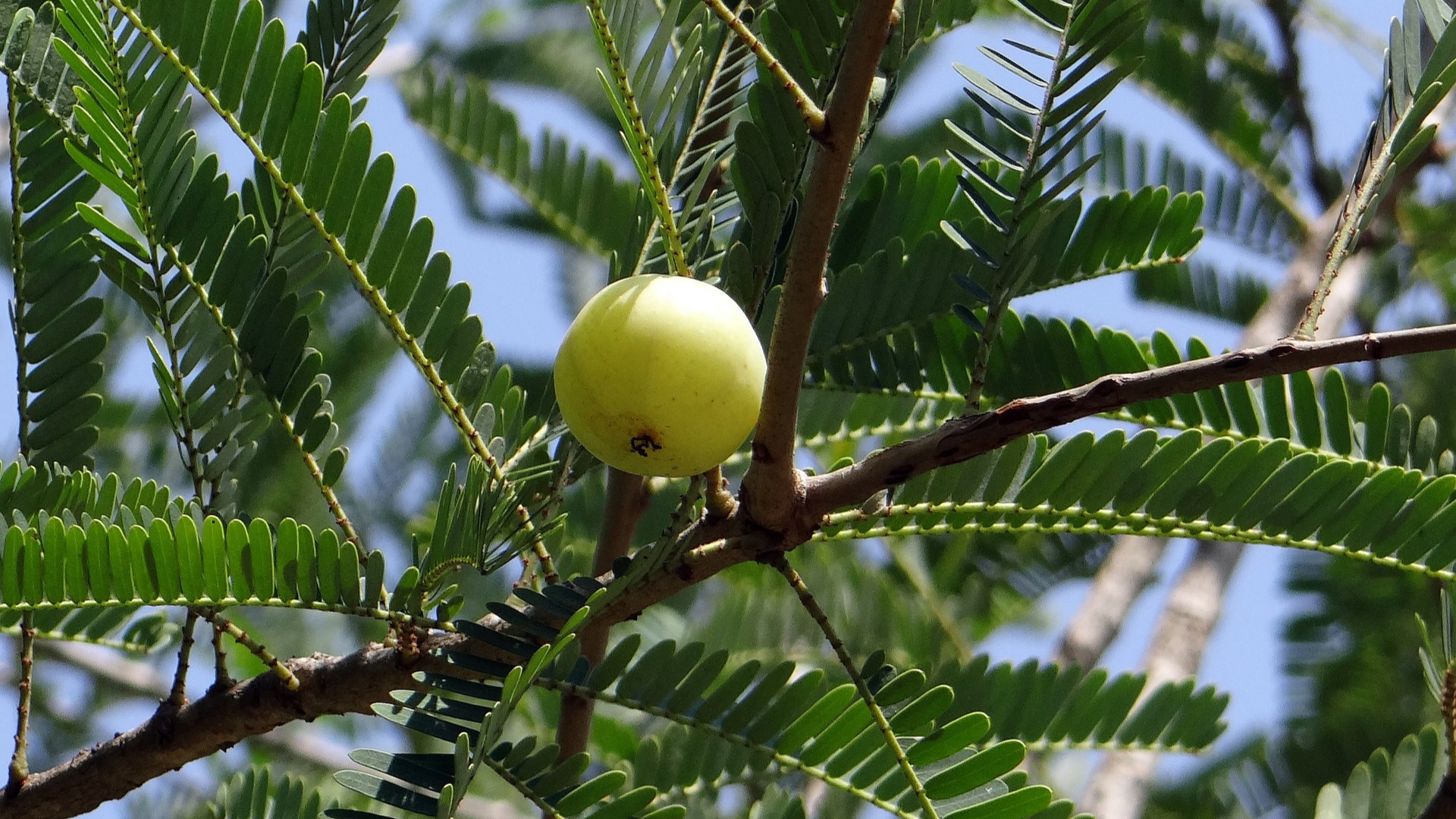 Natura Siberica Planeta Organica Organic Shop Ingredients Amla