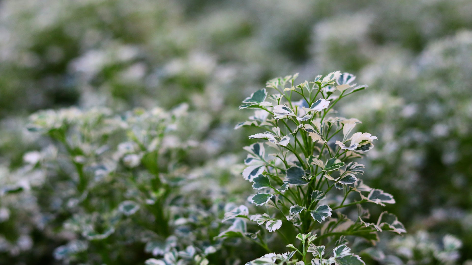 Natura Siberica Planeta Organica Organic Shop Ingredients Aralia Mandshurica