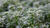 Natura Siberica Planeta Organica Organic Shop Ingredients Aralia Mandshurica