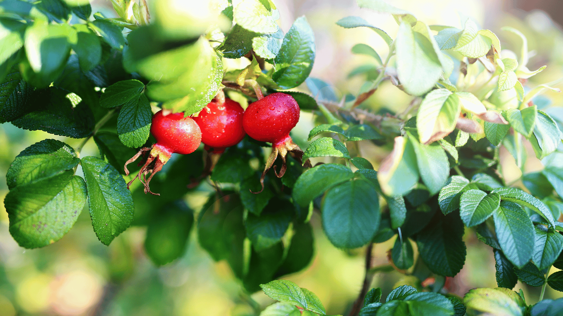arctic rose natura siberica planeta organica organic shop ingredients