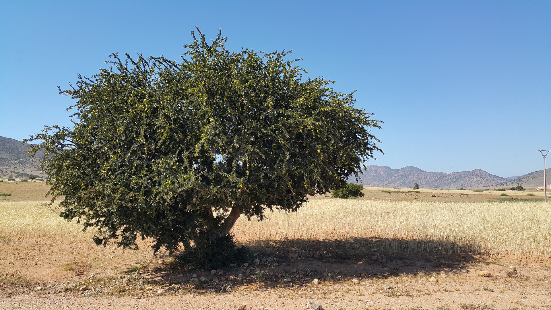 Natura Siberica Ingredients Planeta Organica Organic Shop Argana Oil 