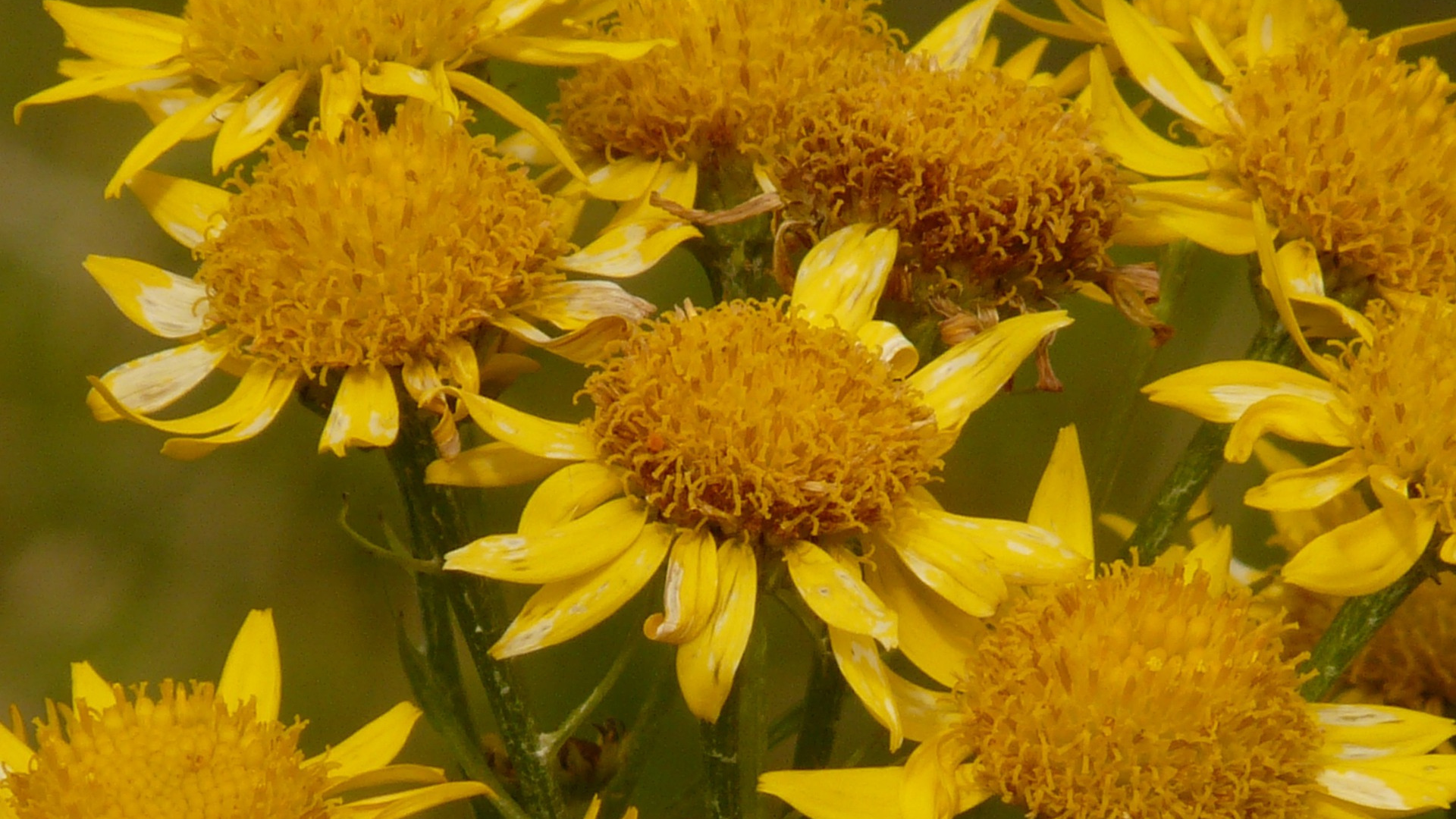 Natura Siberica Planeta Organica Organic Shop Ingredients Arnica Montana
