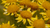 Natura Siberica Planeta Organica Organic Shop Ingredients Arnica Montana