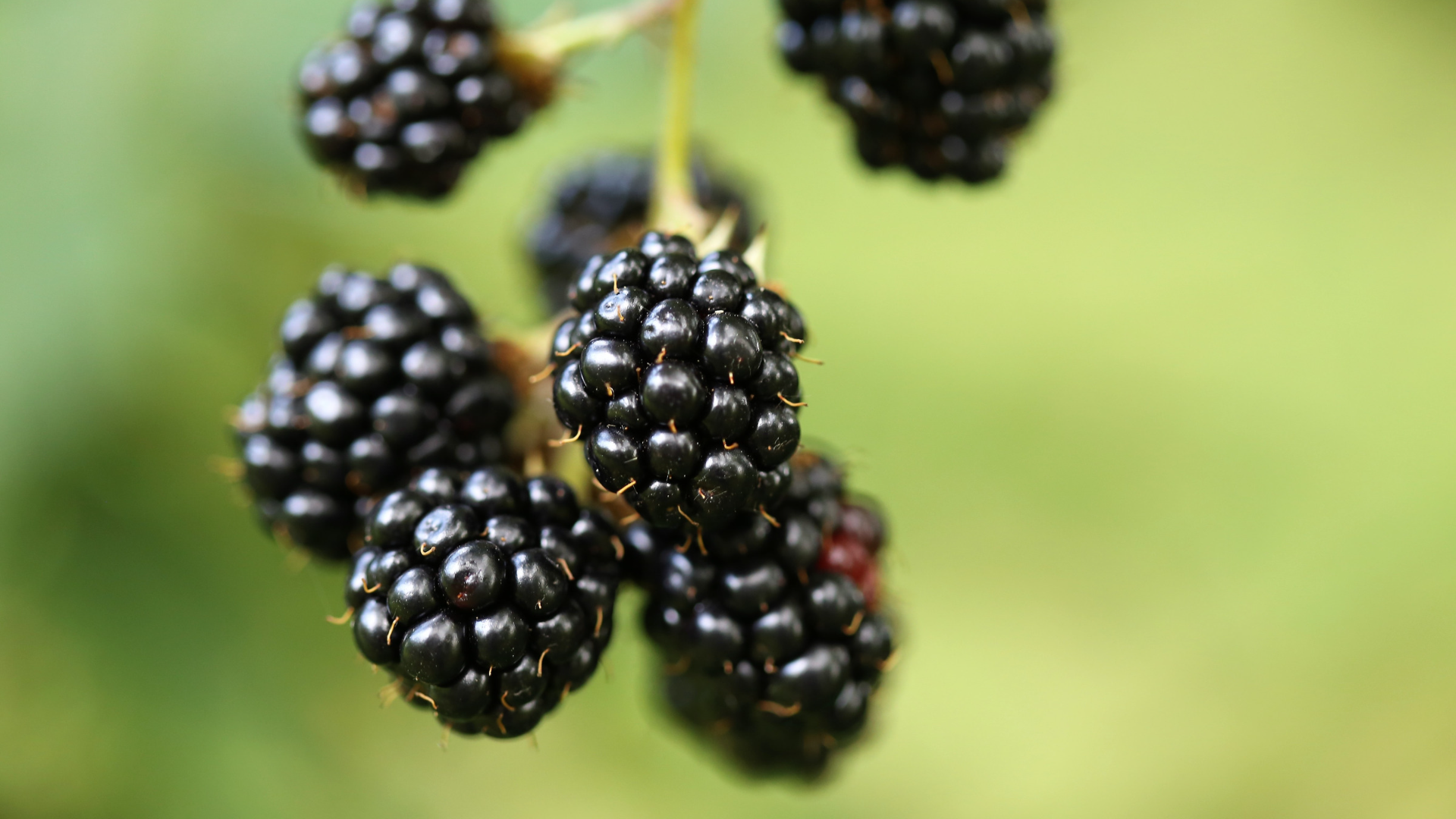Blackberry Natura Siberica Planeta Organica Organic Shop