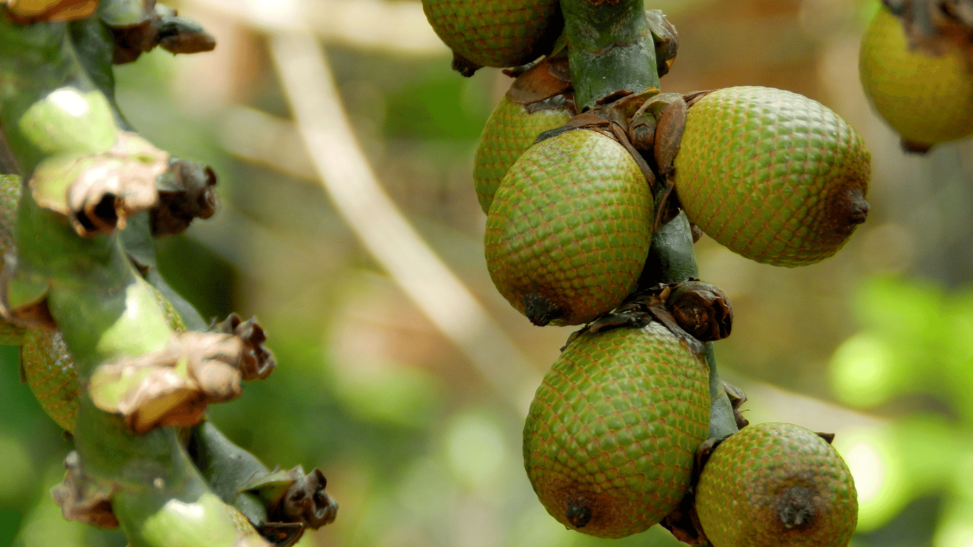 Buriti Natura Siberica Planeta Organica Organic Shop
