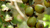 Buriti Natura Siberica Planeta Organica Organic Shop