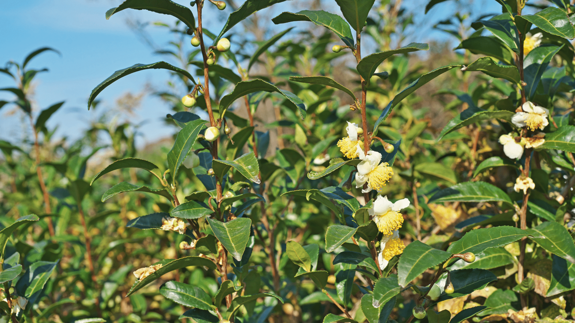 Camellia Natura Siberica Planeta Organica Organic Shop