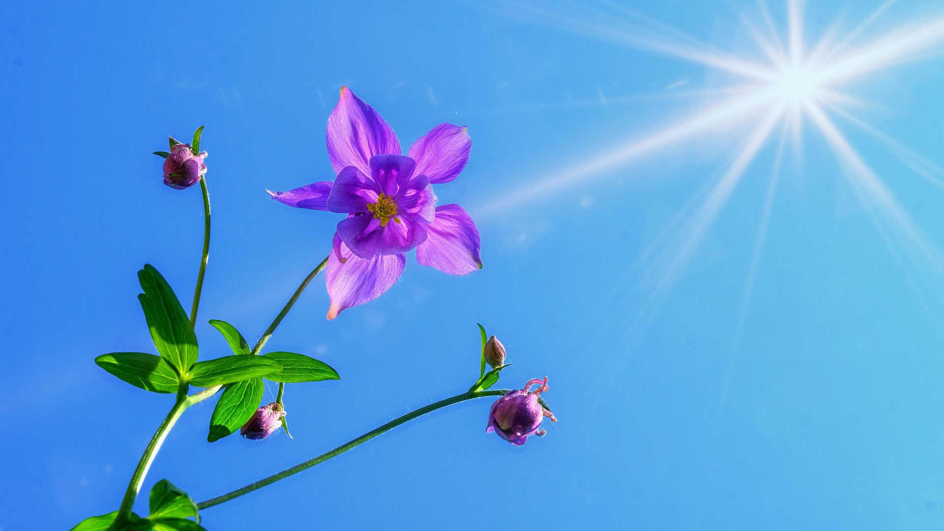 Natura Siberica Planeta Organica Organic Shop Ingredients Catchment Sibirsky Aquilegia Siberica