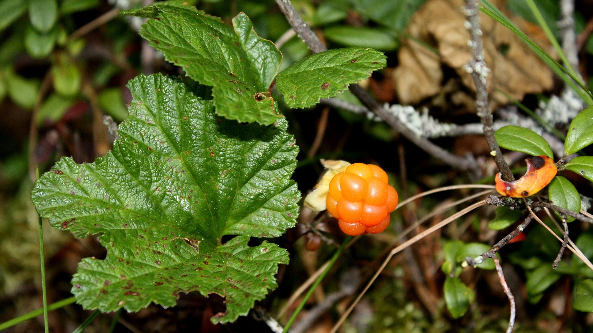 Natura Siberica Planeta Organica Organic Shop Ingredients Cloudberry