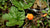 Natura Siberica Planeta Organica Organic Shop Ingredients Cloudberry