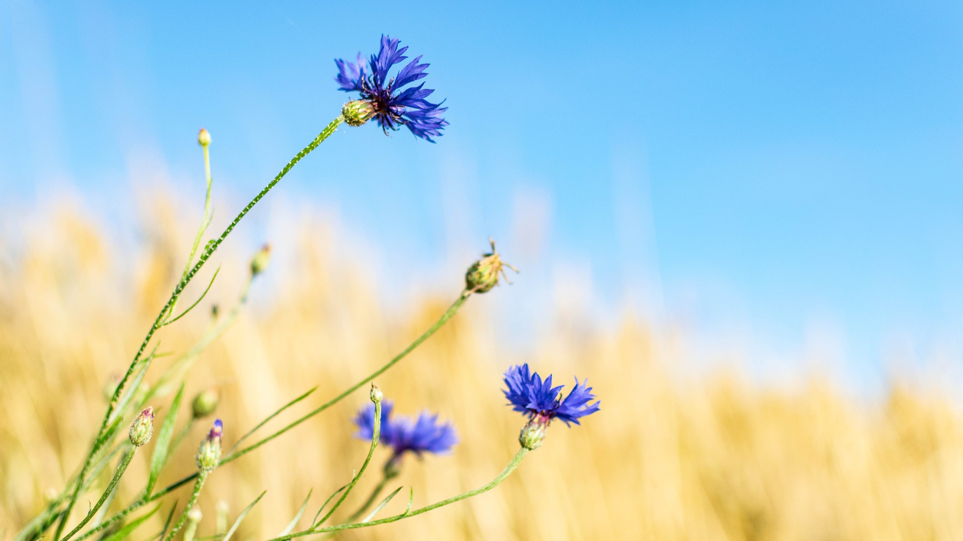 Natura Siberica Planeta Organica Organic Shop Ingredients Cornflower