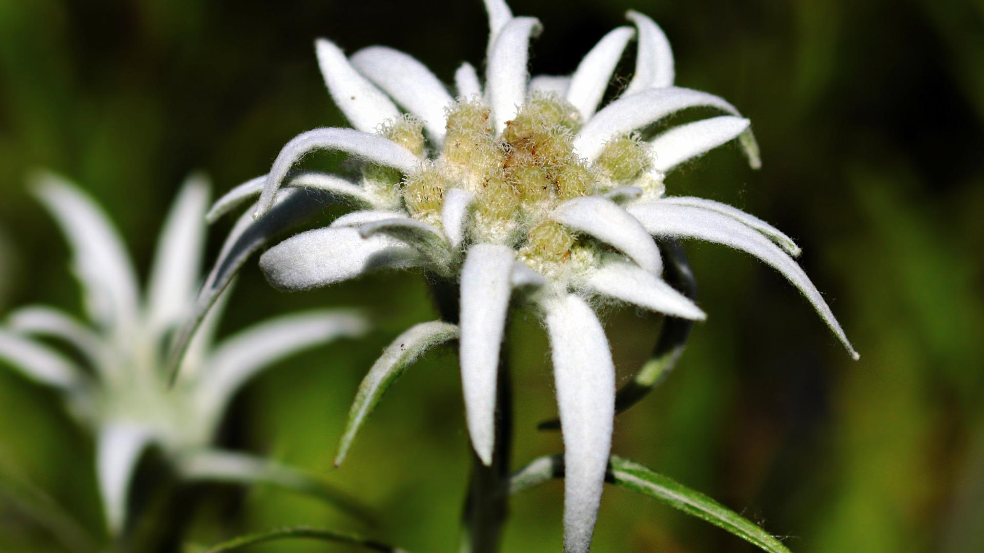 Natura Siberica Planeta Organica Organic Shop Ingredients Edelweiss