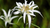 Natura Siberica Planeta Organica Organic Shop Ingredients Edelweiss