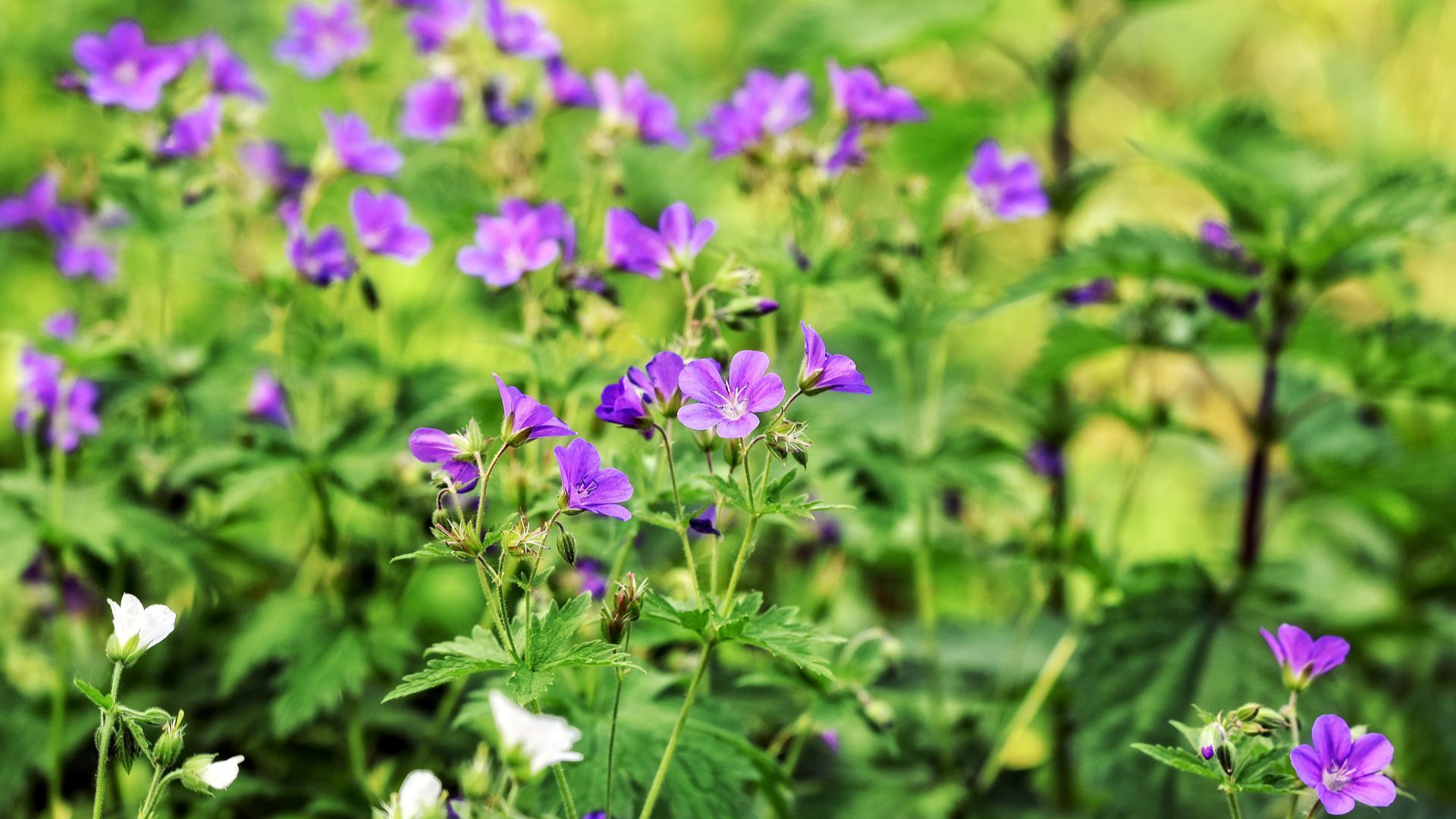 Natura Siberica Planeta Organica Organic Shop Ingredients Siberian Geranium