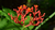 Natura Siberica Planeta Organica Organic Shops Ingredients Siberian Ginseng Panax Ginseng