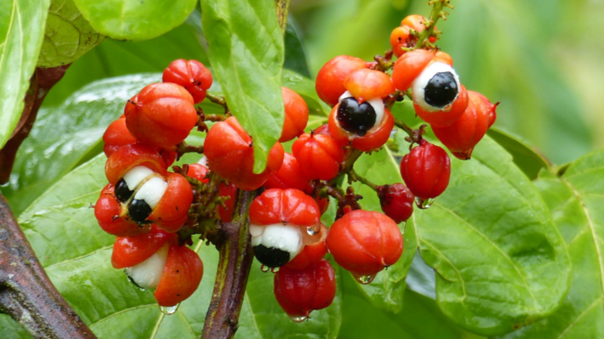 Natura Siberica Planeta Organica Organic Shop Ingredients Guarana