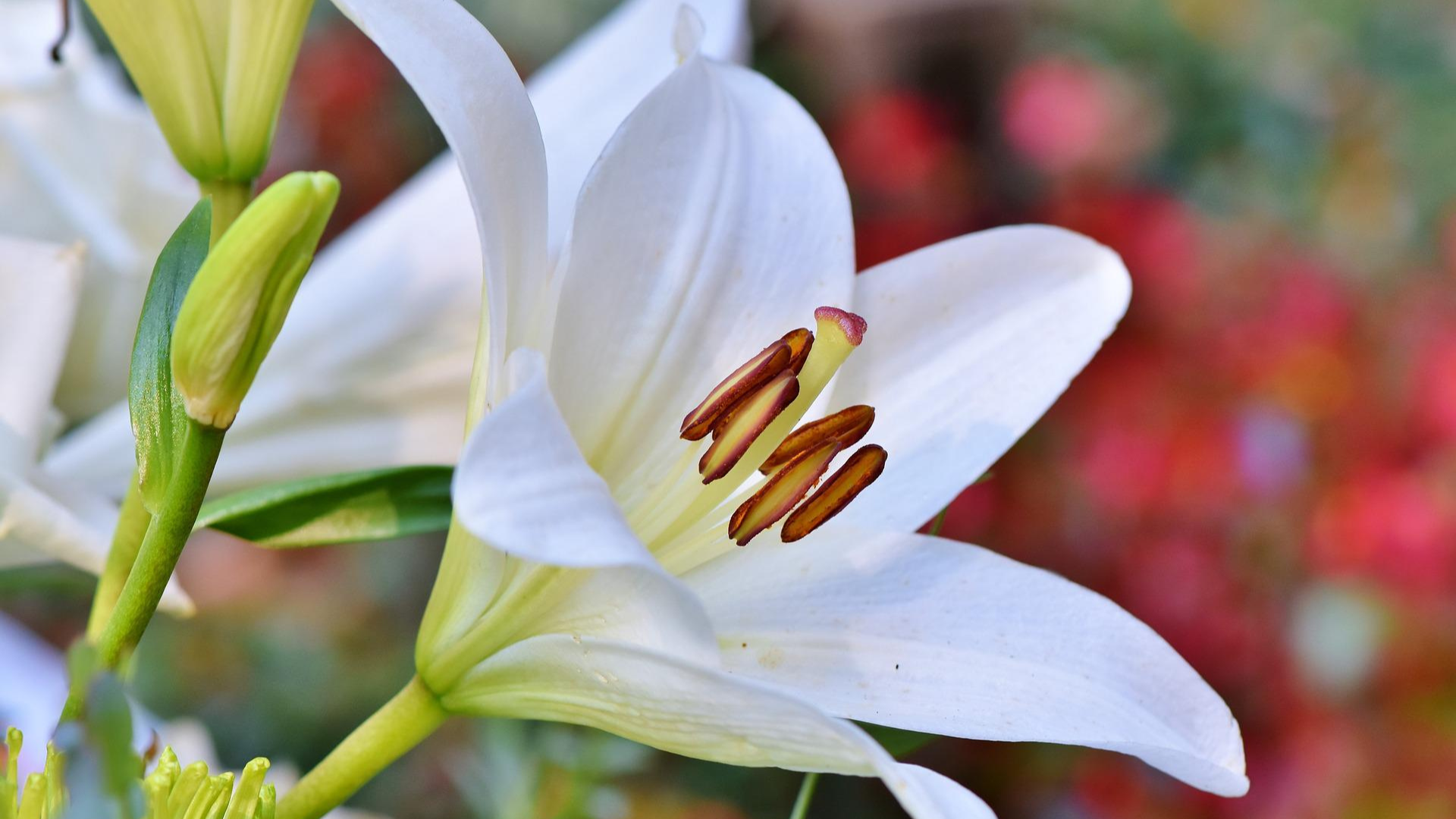 Natura Siberica Planeta Organica Organic Shop Ingredients Organic Lily 