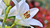 Natura Siberica Planeta Organica Organic Shop Ingredients Organic Lily 
